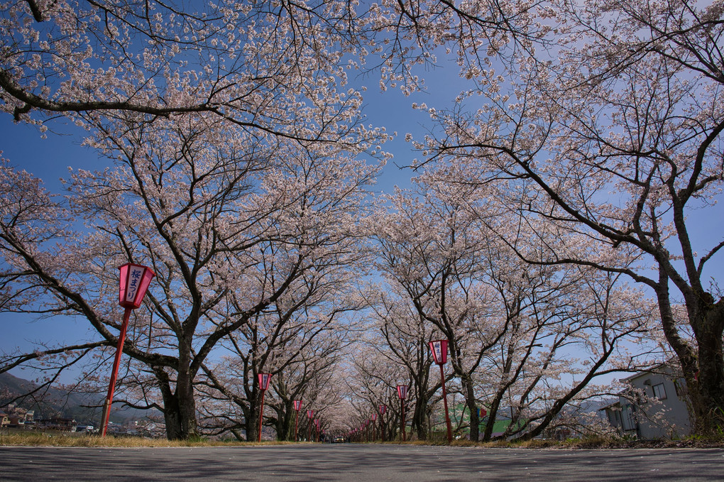 八重桜 vs 染井吉野並木