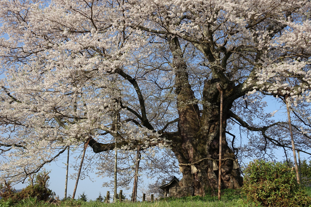 大木の春
