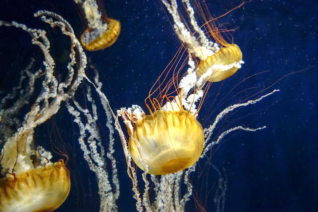 α7s持って、水族館へGo!!