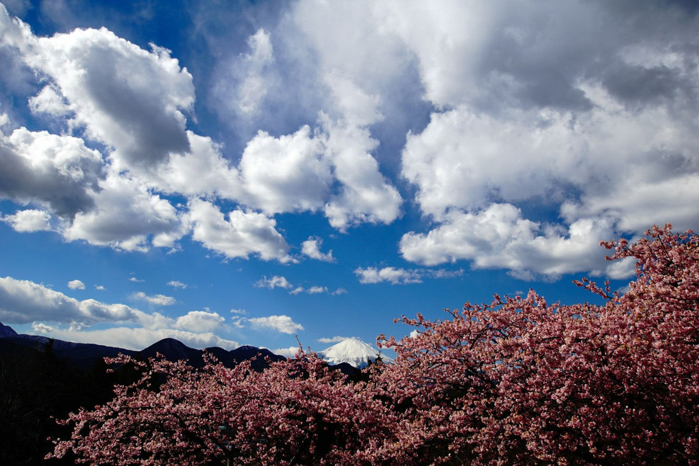 河津桜と…