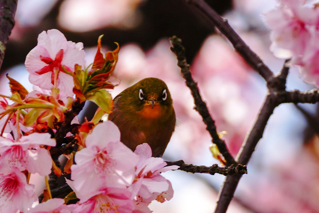 河津桜と野鳥
