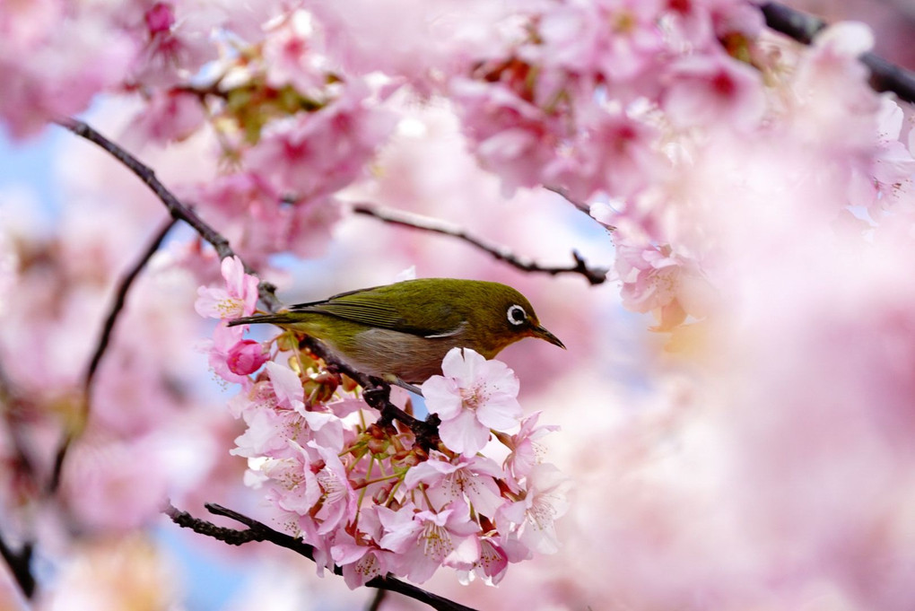 河津桜と野鳥