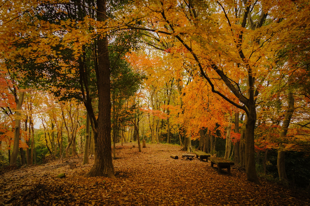 紅葉の山