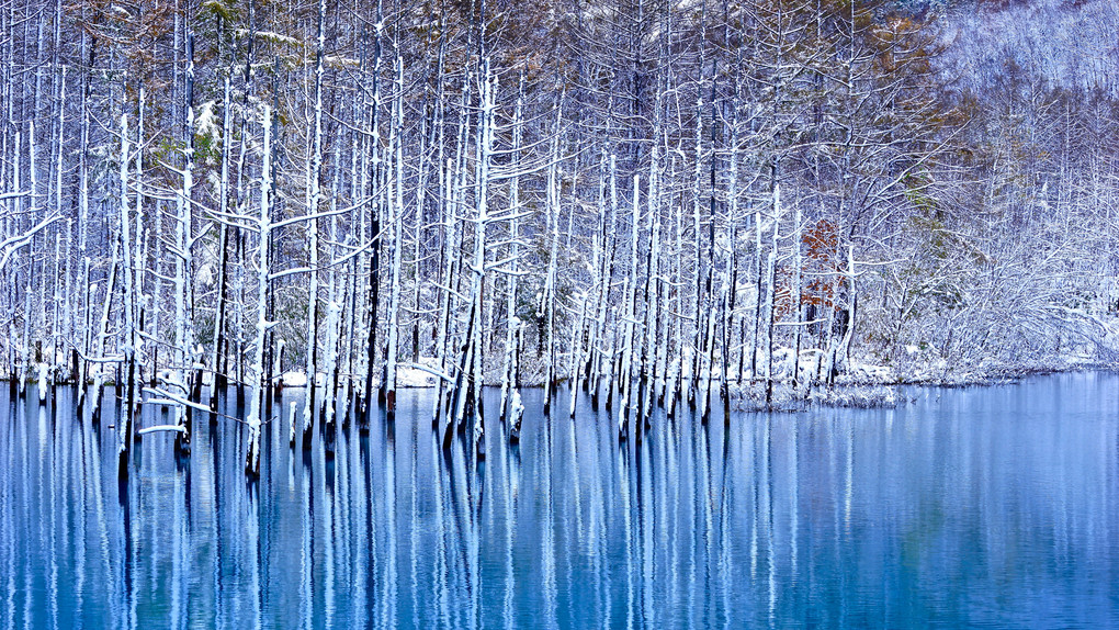 青い池　初冬