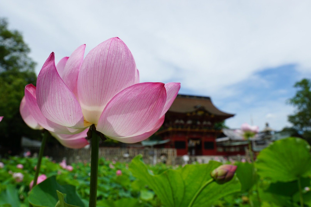 花咲く伊賀八幡宮