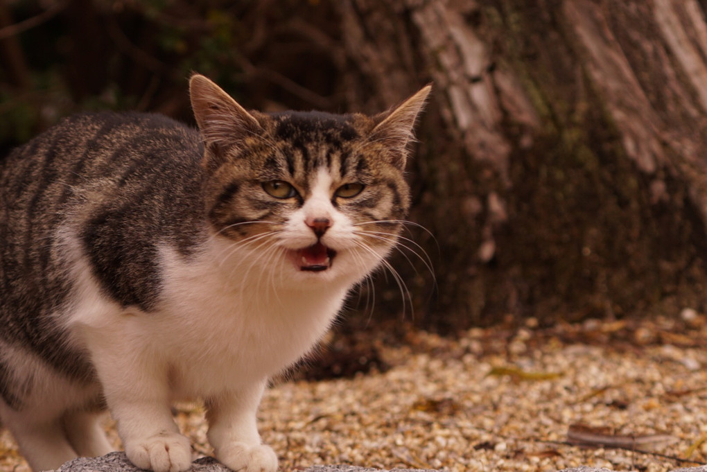 明治村の猫１