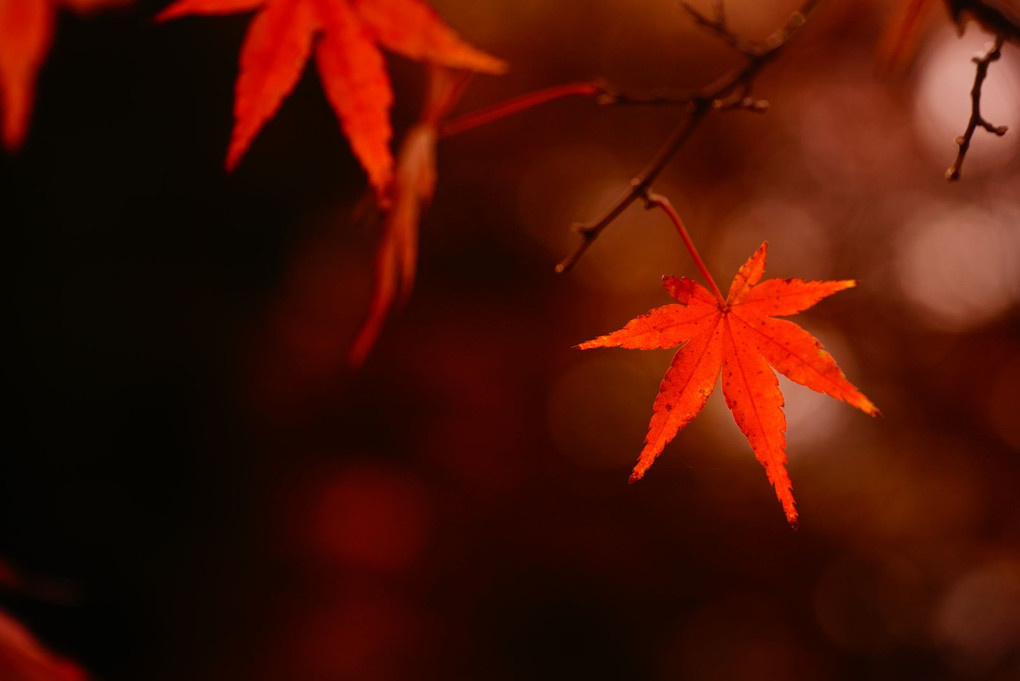 京都の紅葉･･･接写だと京都じゃなくても｡｡｡