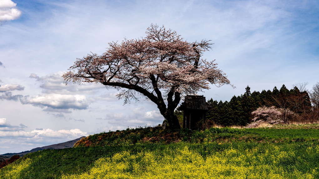 一本桜は咲き誇る