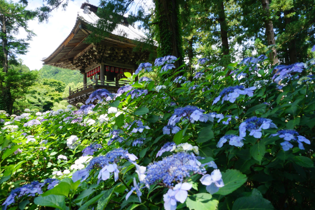 小室山　妙法寺の紫陽花