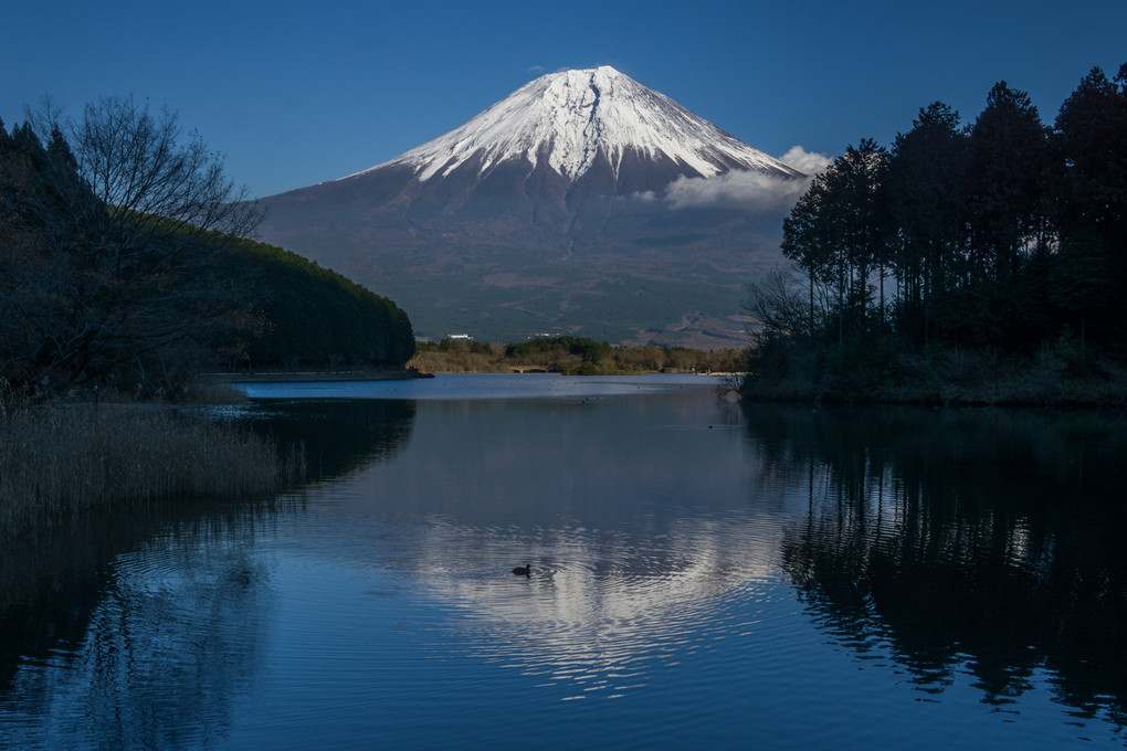 晩秋の富士山を望む