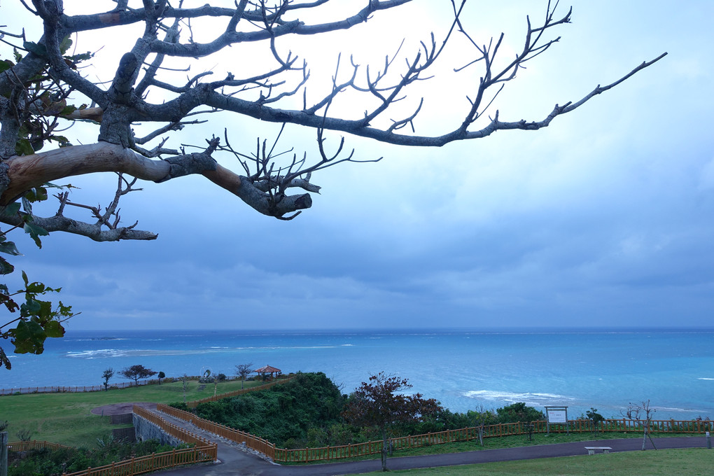 冬の沖縄、知念岬の猫にほっこり気分