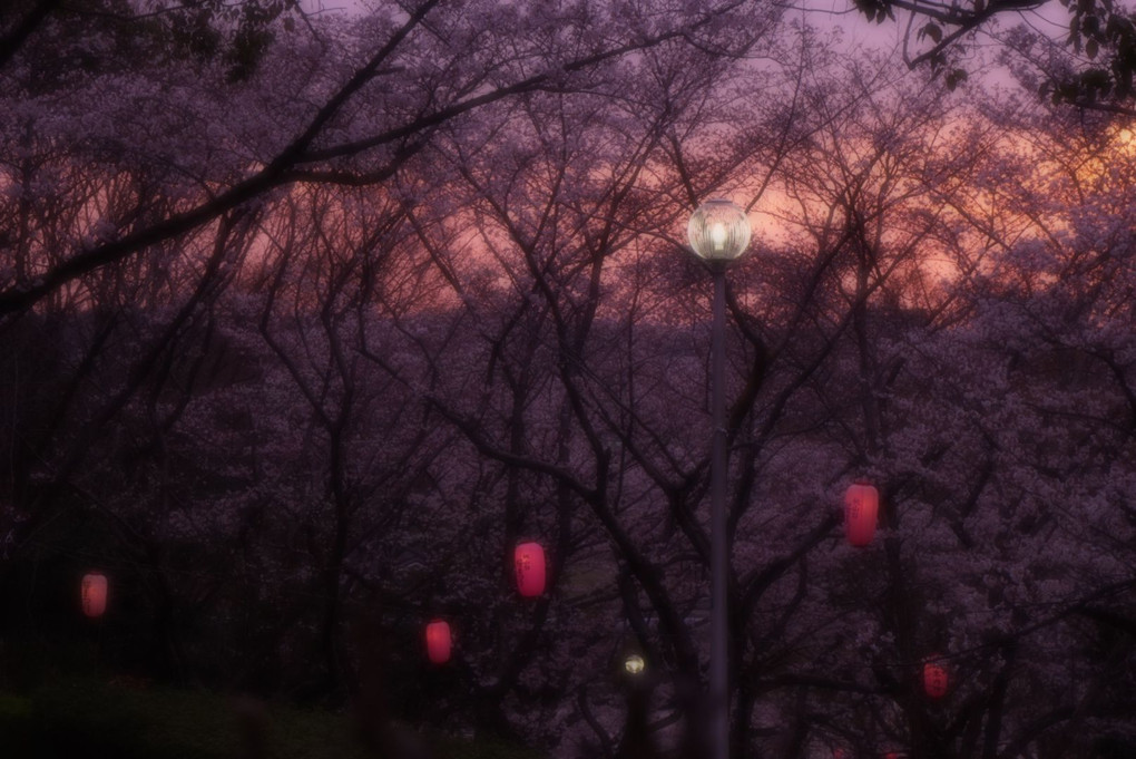夕陽桜❗