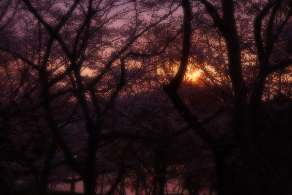 桜色の夕暮れ…❗