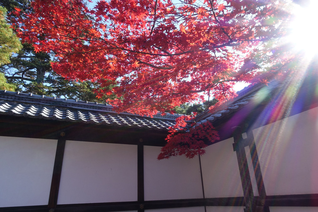 京都御所と周辺の秋