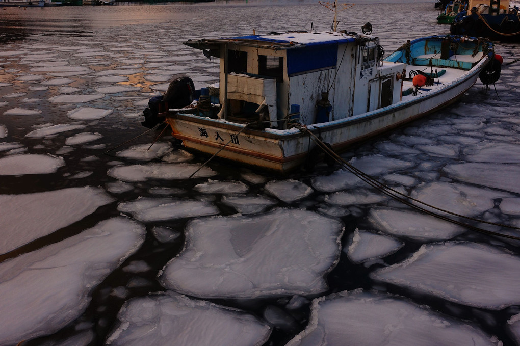港を埋めるハス葉氷