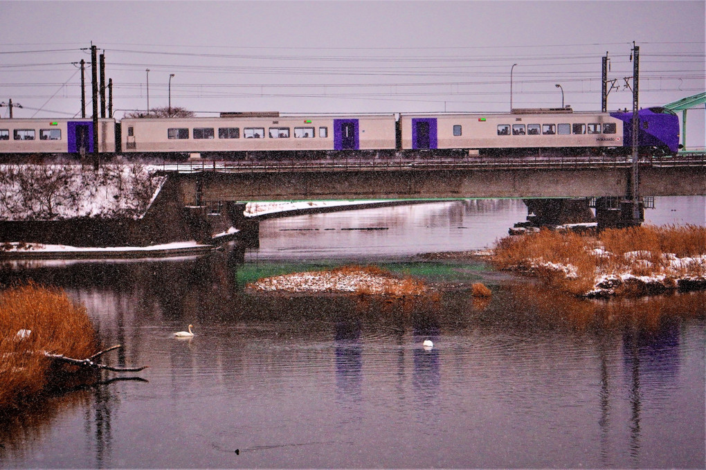 白鳥と特急列車