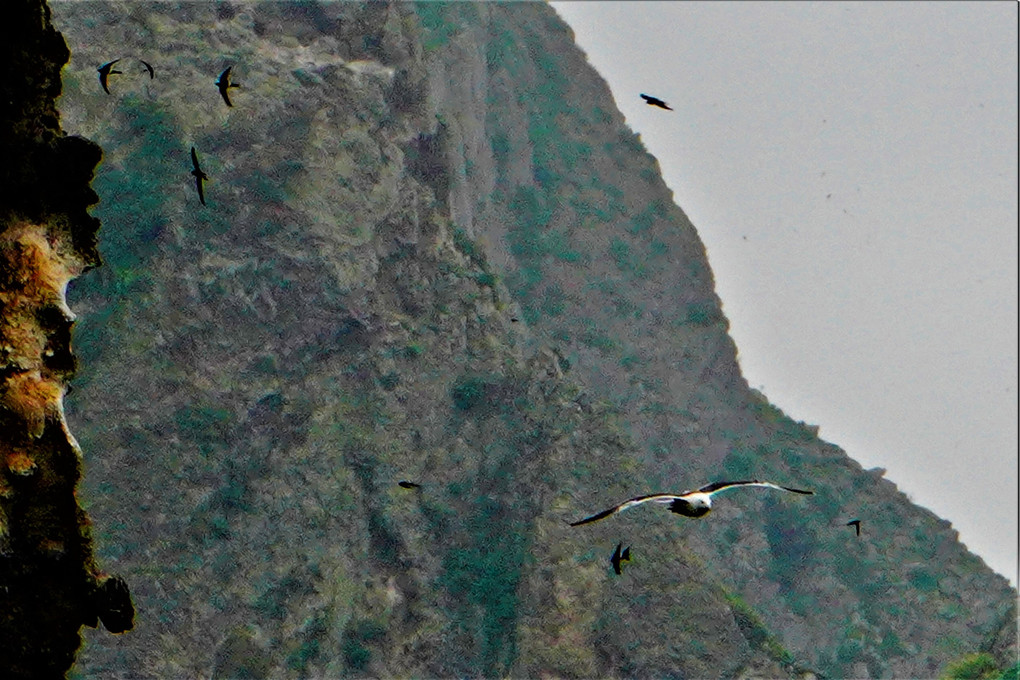 断崖に来る鳥たち