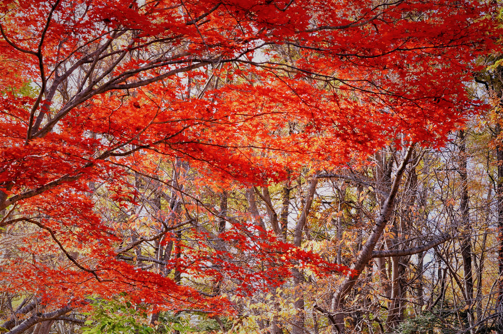 善光寺（北海道）自然公園のもみじ