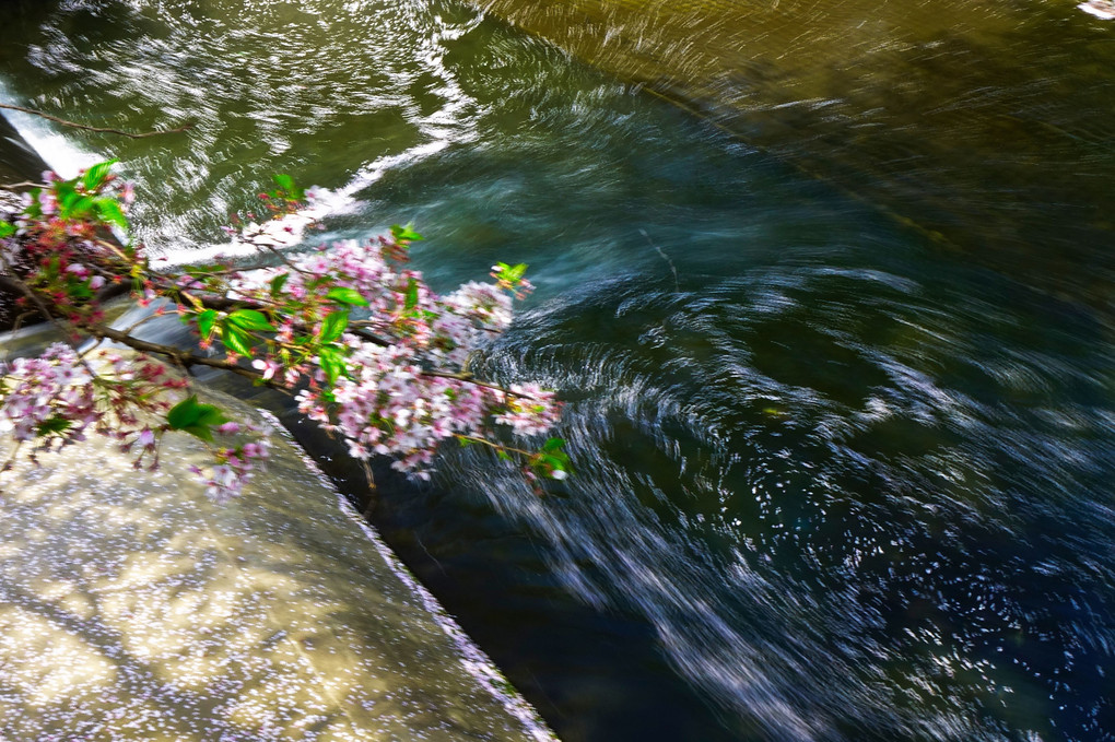 川面を下る花筏