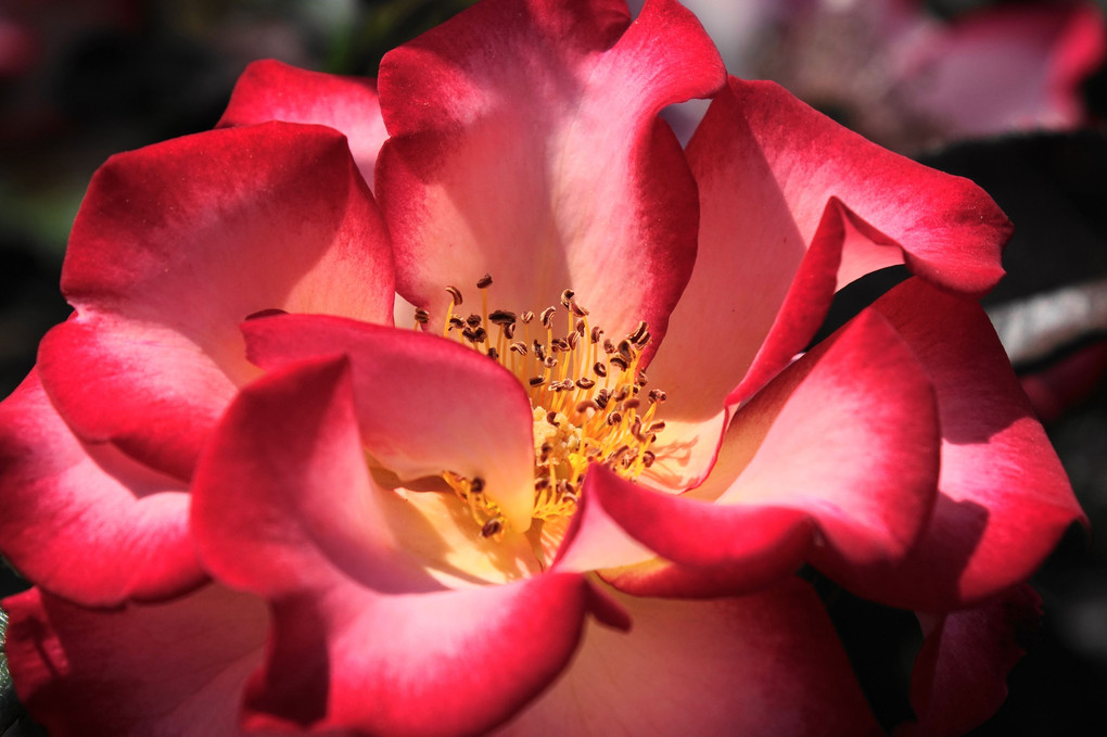 魅惑の薔薇