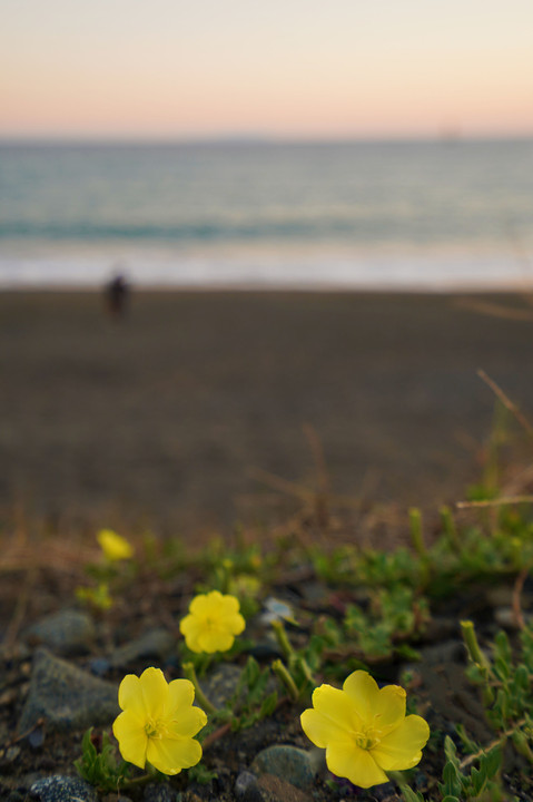 夕暮れの海岸