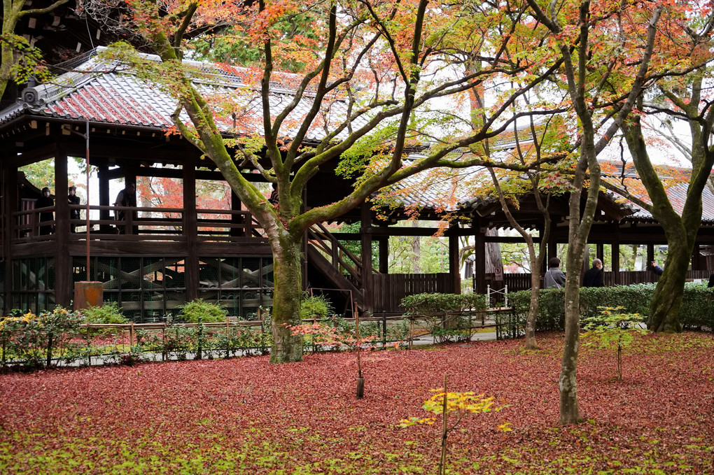 京都　真如堂のなごり紅葉