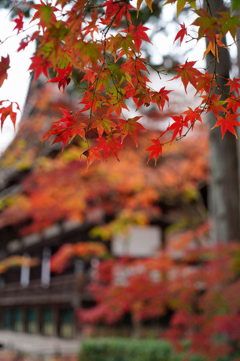 京都　真如堂のなごり紅葉