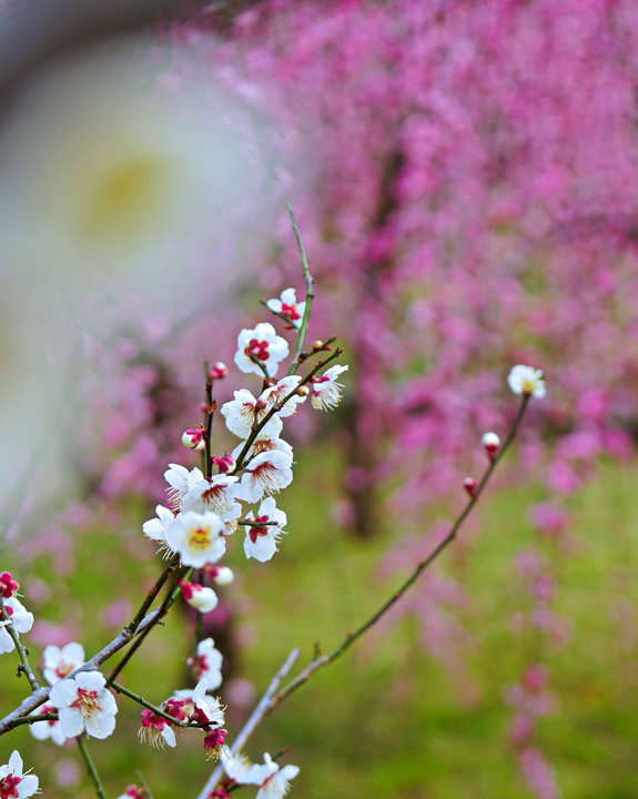 花暖簾