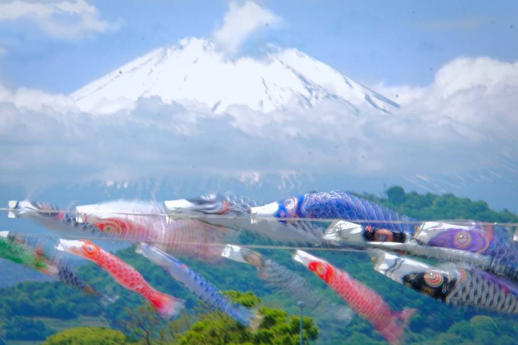 富士を背に泳ぐ鯉のぼり