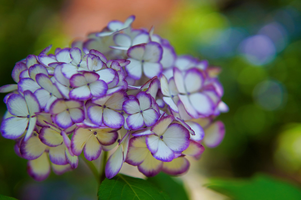 紫陽花賛歌