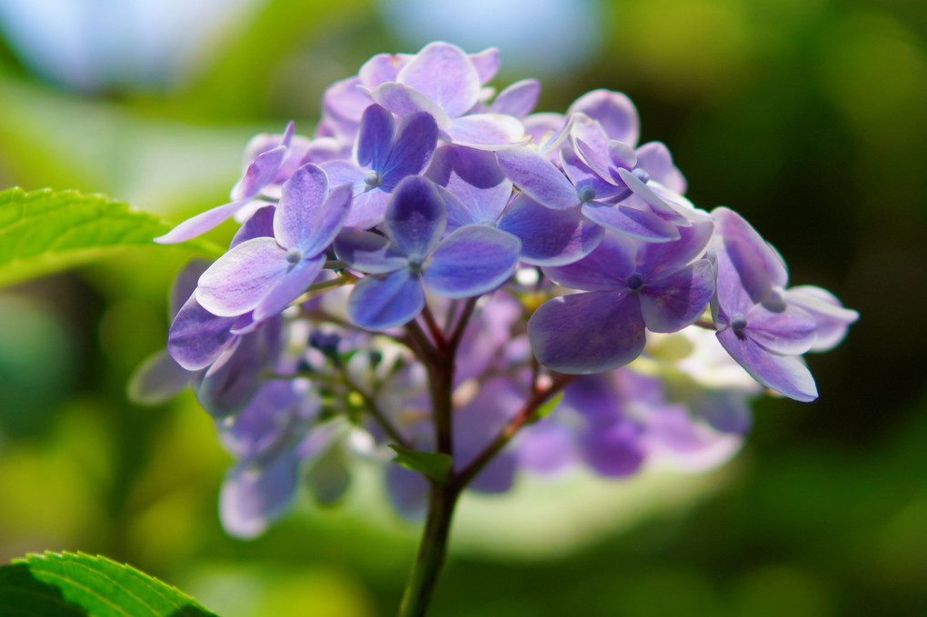 紫陽花賛歌