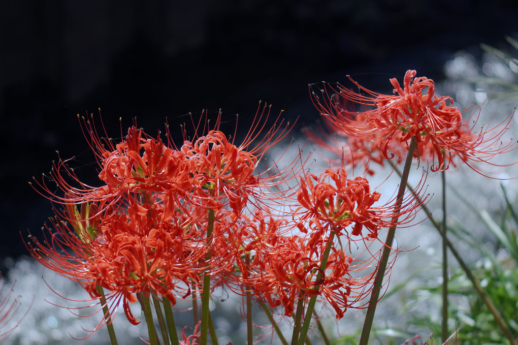 曼殊沙華