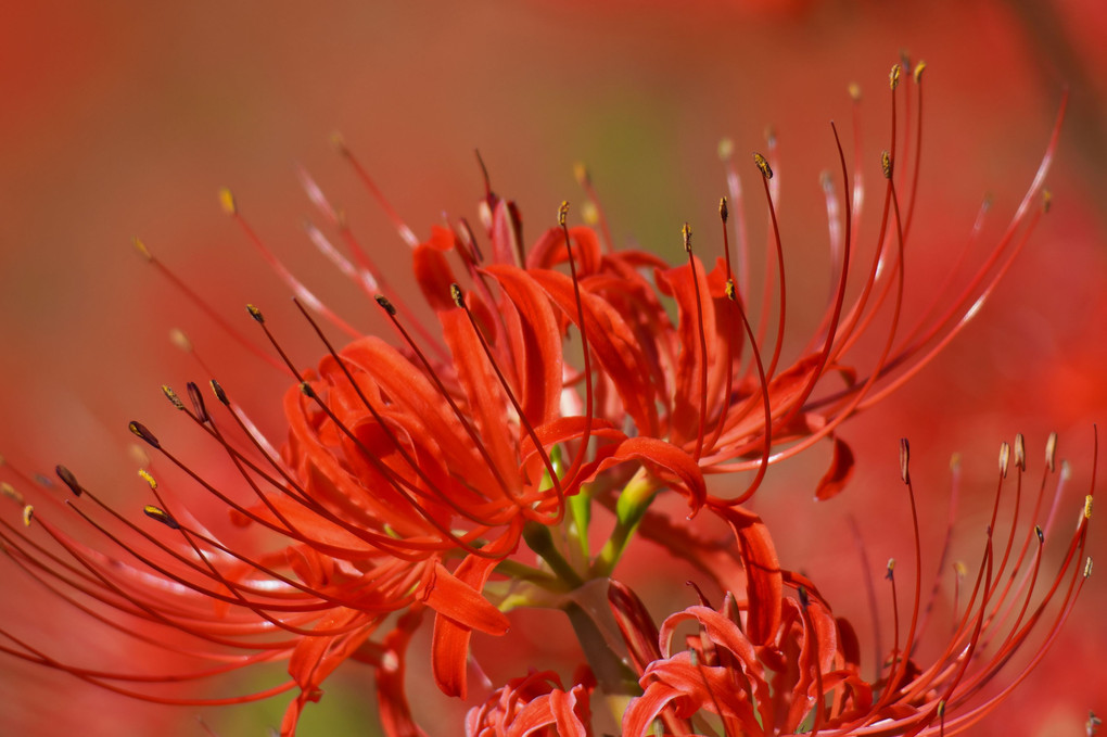 曼殊沙華