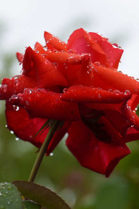 雨に競って咲くー赤いバラ