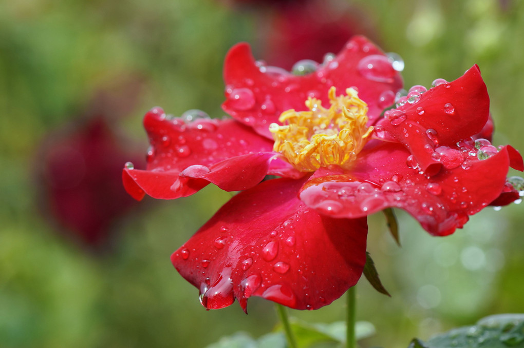 雨に競って咲くー赤いバラ