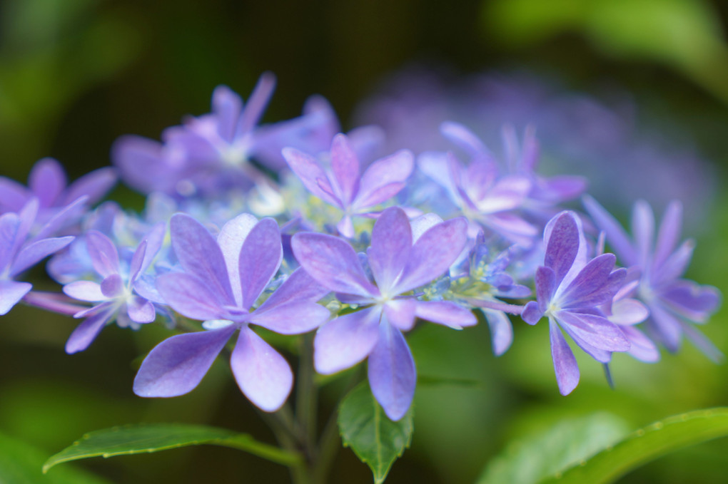 紫陽花賛歌