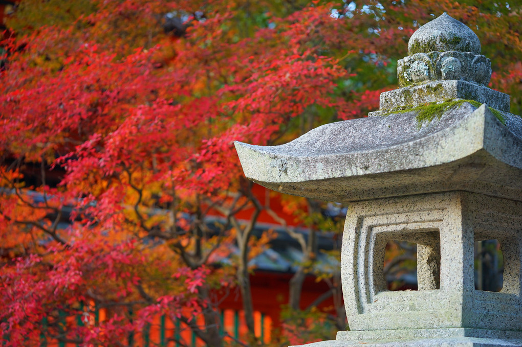 錦秋の京都～毘沙門堂