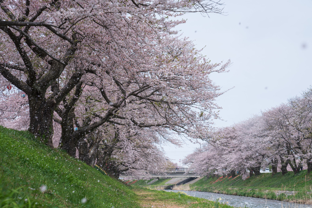 郷里への桜旅