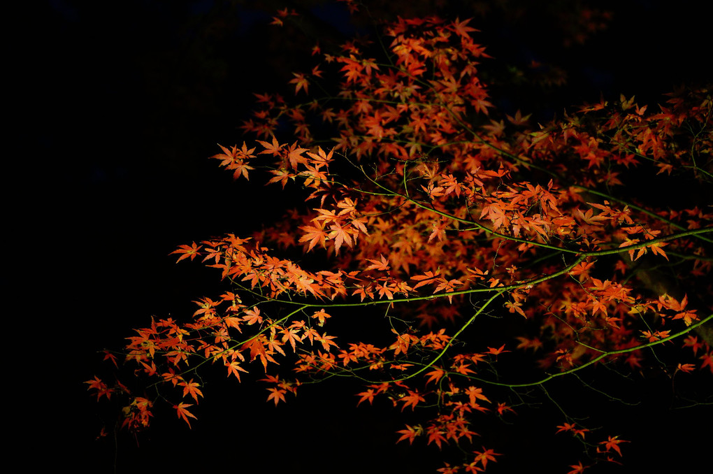 夜空に浮かぶ赤葉