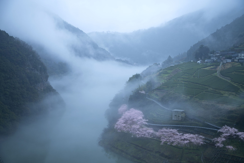霧の茶畑に桜が彩りを添える
