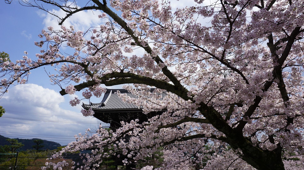 京都桜詣で🌸