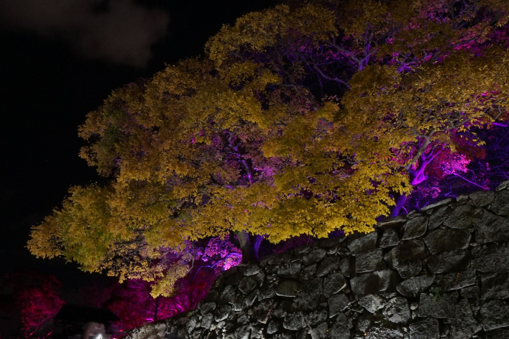 城壁の光の祭(福岡城)