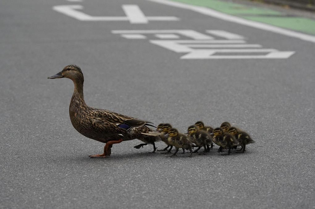 カモンベイビー2019-3大移動