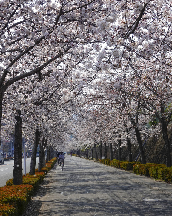 桜並木