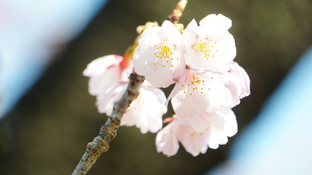 講師と行く　早春の日比谷 自由撮影散策