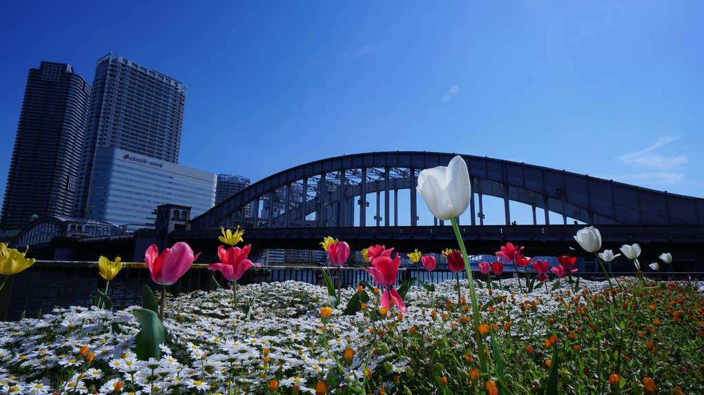 春満開の勝鬨橋