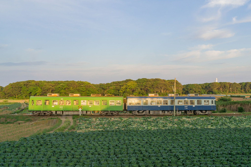 キャベツ畑と銚子電鉄