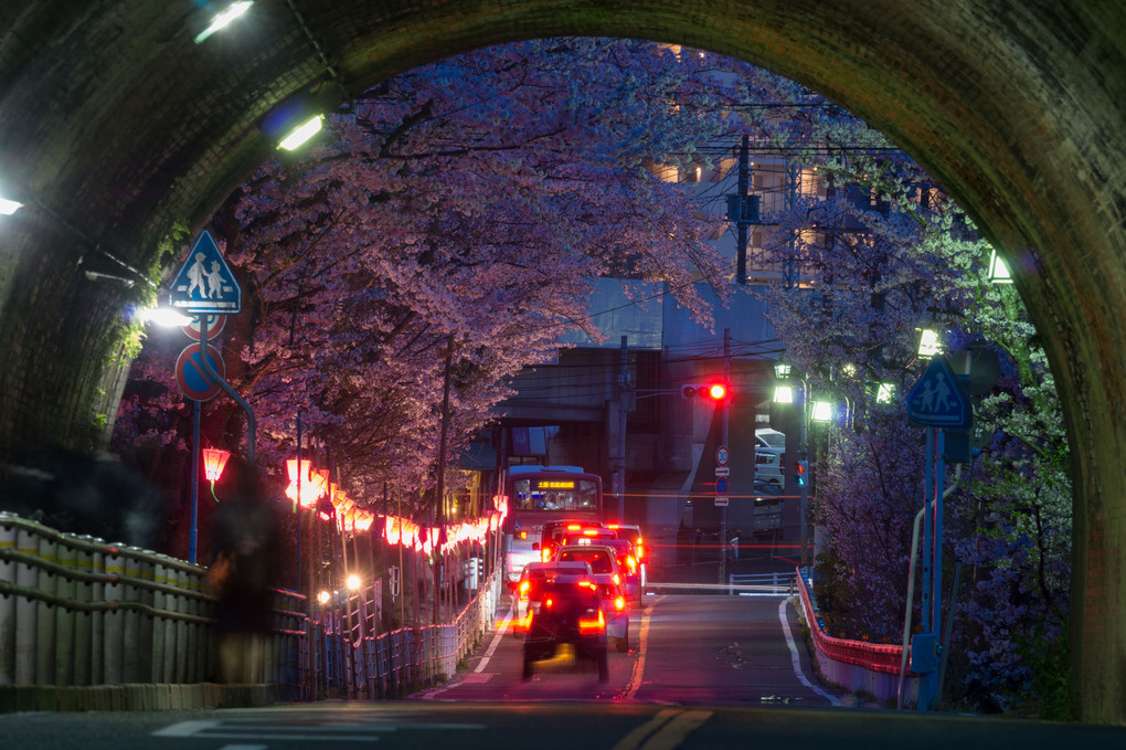 トンネル抜けると桜