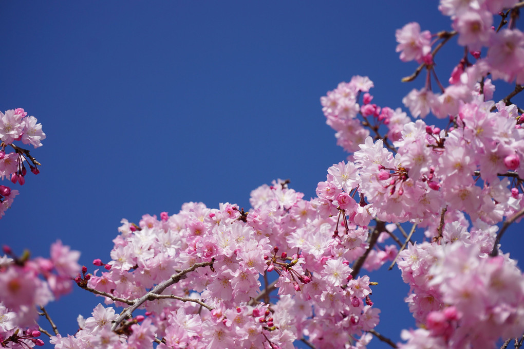 枝垂桜が