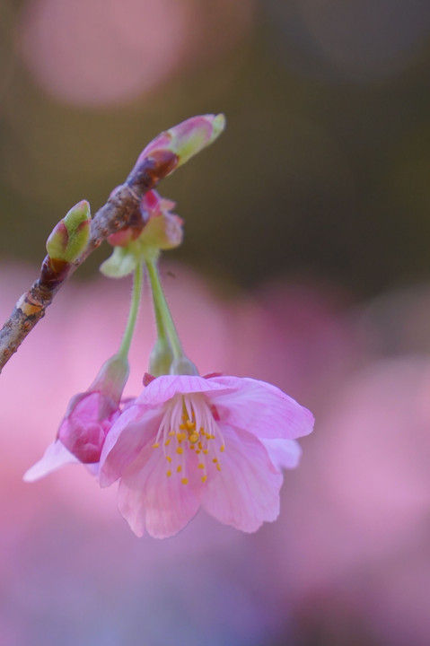 α体験会　昭和記念公園で桜を撮る